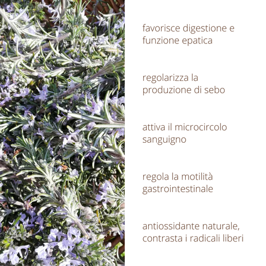 Oleolito di Rosmarino 50ml estratto 100% naturale in olio vegetale