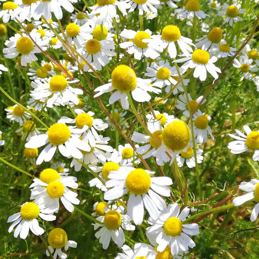 Olio essenziale Camomilla Blu 2ml