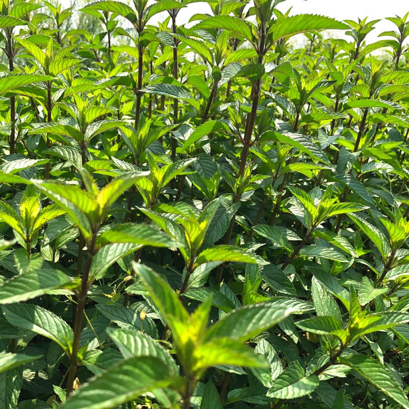 Olio essenziale Menta piperita 10ml