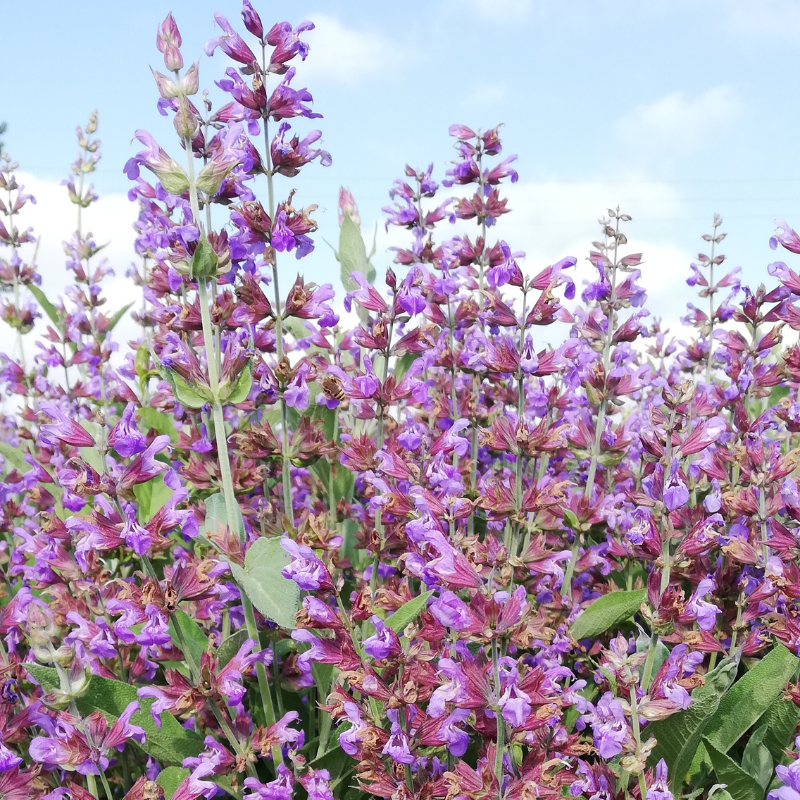 Olio essenziale Salvia 10ml