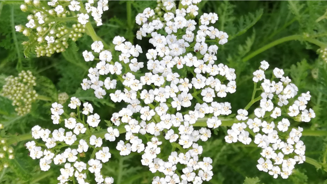 Achillea: benefici, proprieta' e rimedi naturali