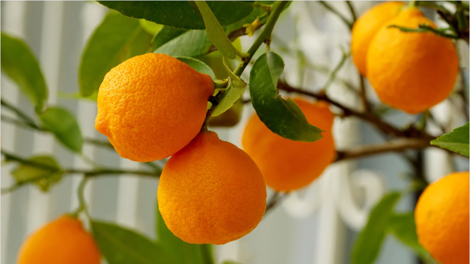 Arancio dolce proprietà
