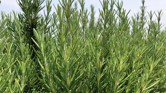 Rosmarino: proprietà e usi