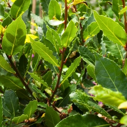 Olio essenziale Alloro 10ml