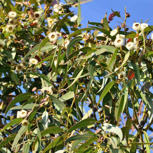 Olio essenziale Eucalipto 10ml