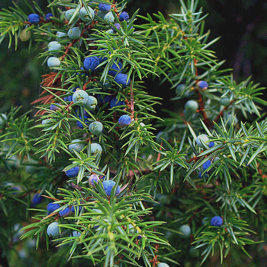 Juniper essential oil 5ml
