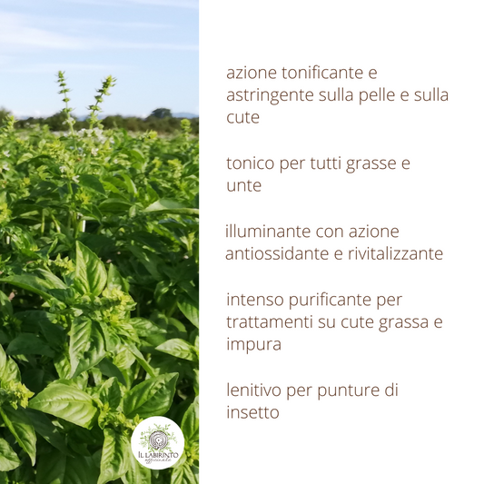 Basil hydrosol, astringent, illuminating facial tonic