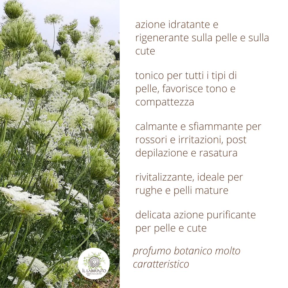 Idrolato di Carota selvatica 100% puro e naturale