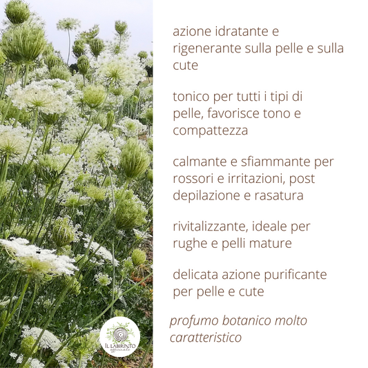 Idrolato di Carota selvatica 100% puro e naturale