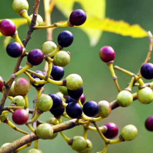 Olio essenziale Litsea cubeba 10ml