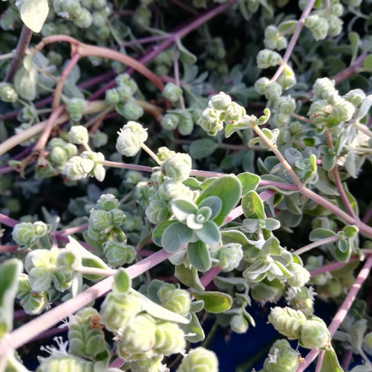 Marjoram essential oil 5ml