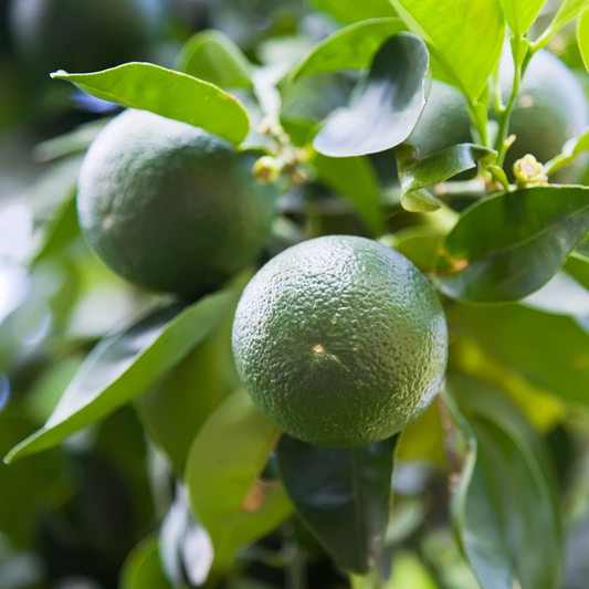 Olio essenziale Mandarino verde 10ml