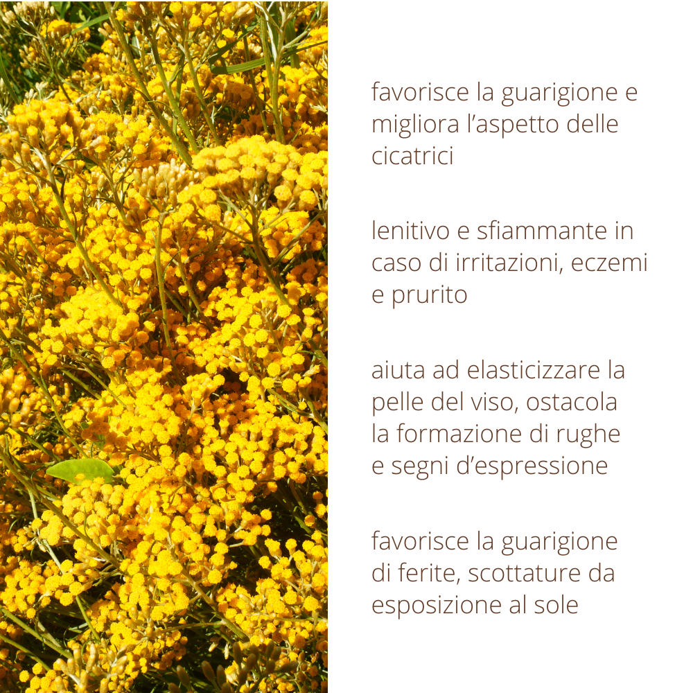Oleolito di Elicriso 50ml estratto 100% naturale in olio vegetale