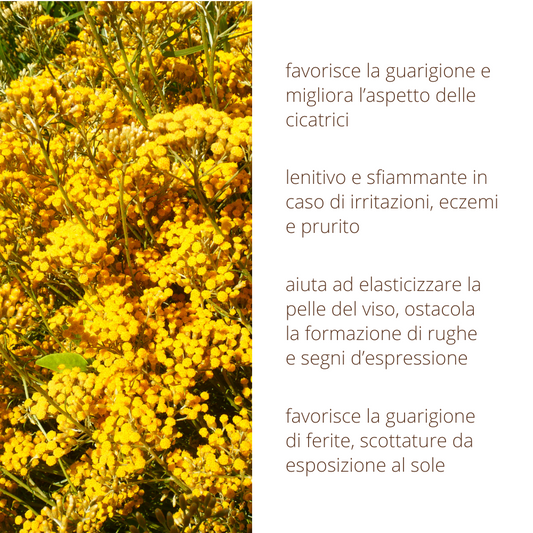 Oleolito di Elicriso 50ml estratto 100% naturale in olio vegetale