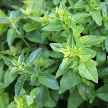 Olio essenziale Origano 10ml