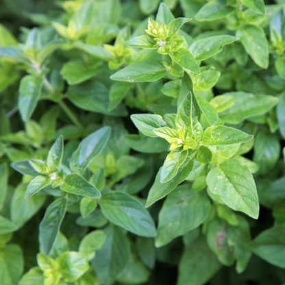 Olio essenziale Origano 10ml