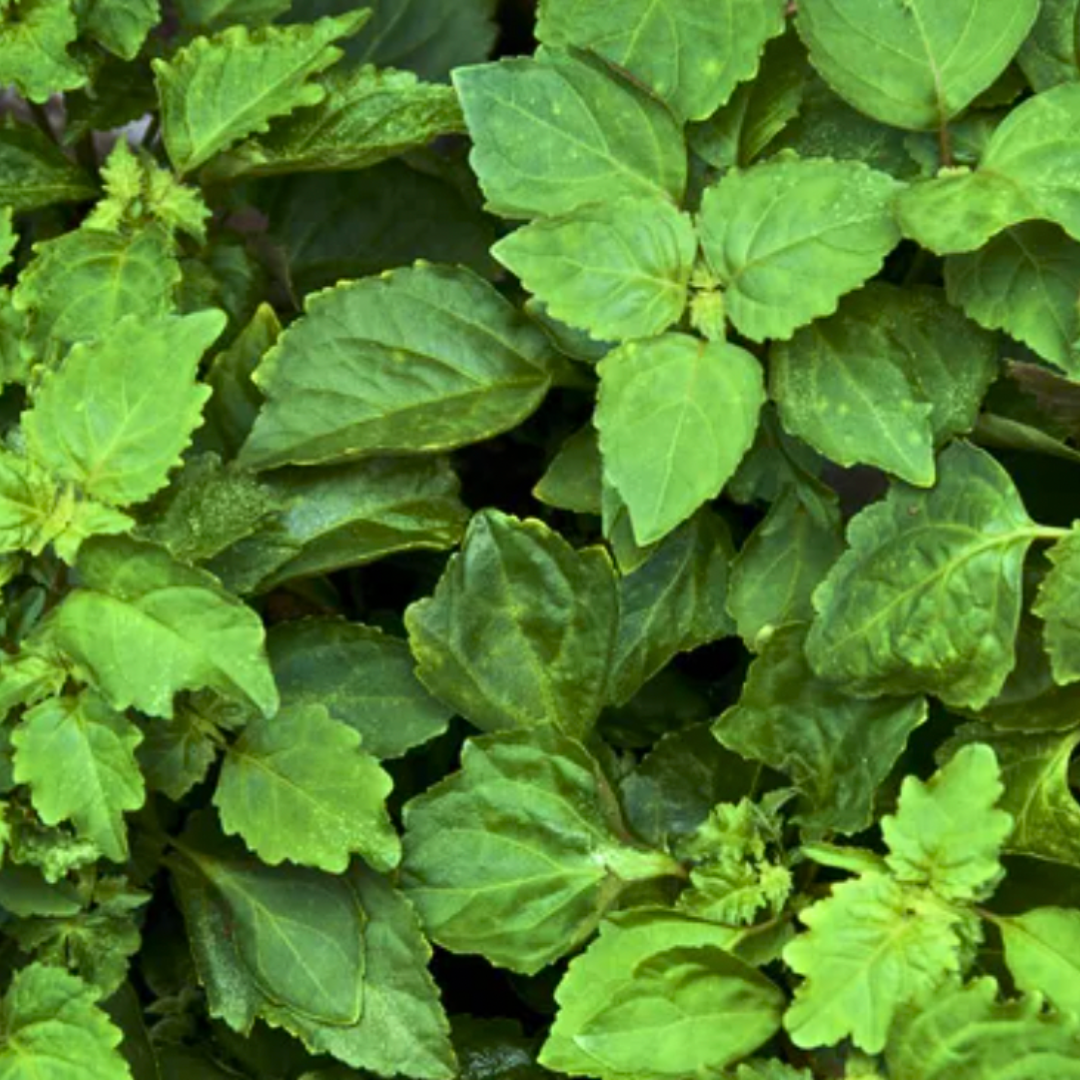 Olio essenziale Patchouli Dark 5ml