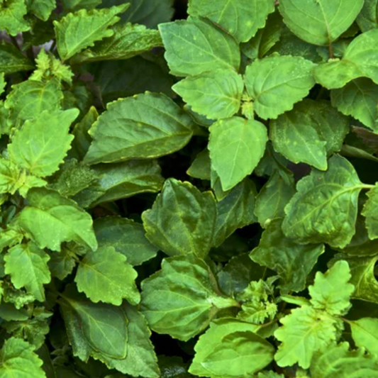 Olio essenziale Patchouli Dark 5ml