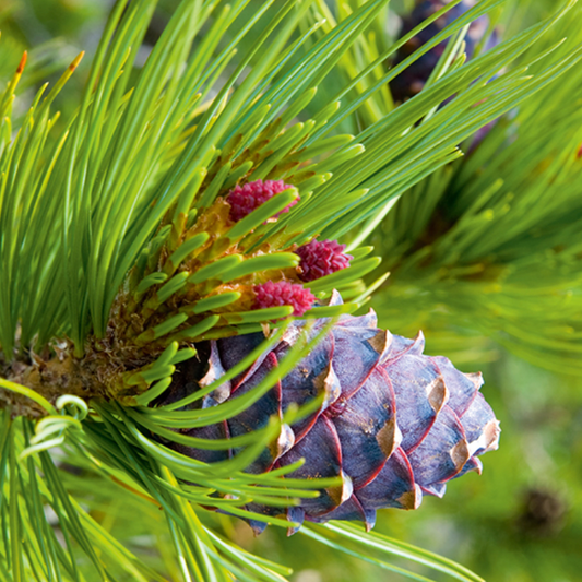 Olio essenziale Pino cembro Cirmolo 10ml