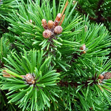 Olio essenziale Pino Mugo 10ml