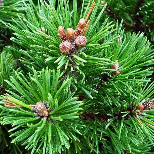 Olio essenziale Pino Mugo 10ml