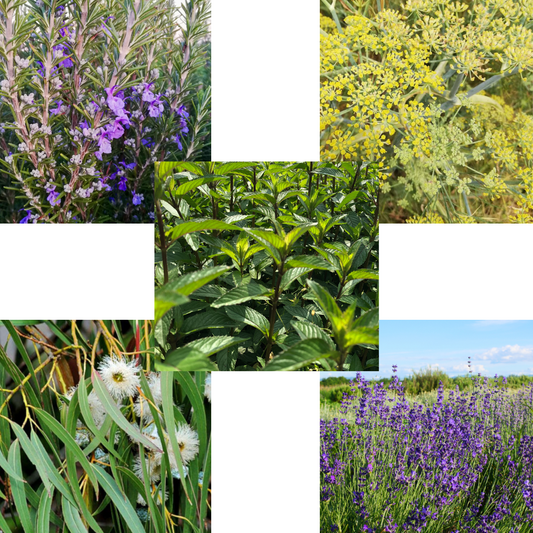 Miscela fresca balsamica Respiro Libero oli essenziali puri naturali espettorante suffumigi diffusore 10ml