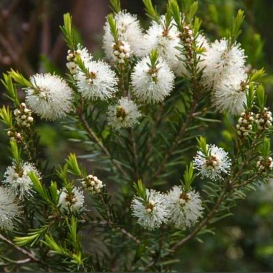 Olio essenziale Tea tree 10ml