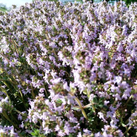 Olio essenziale Timo 10ml