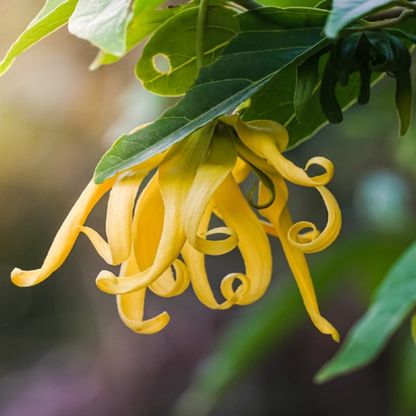 Olio essenziale Ylang ylang III 10ml