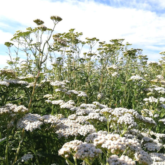 Olio essenziale Achillea 2ml 5ml