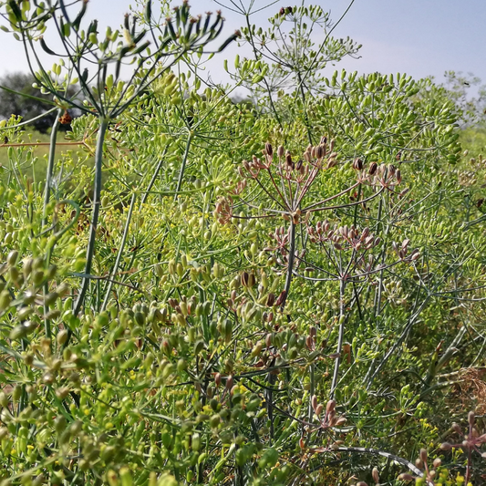 Olio essenziale Aneto 10ml