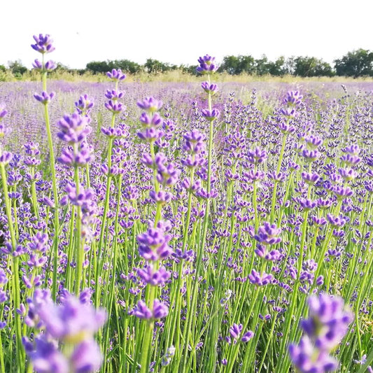 Lavender Vera essential oil 10ml