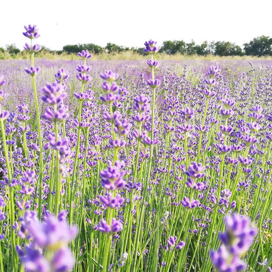 Ätherisches Lavendel-Vera-Öl 10 ml