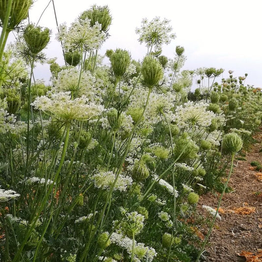 Olio essenziale Carota selvatica 2ml 5ml