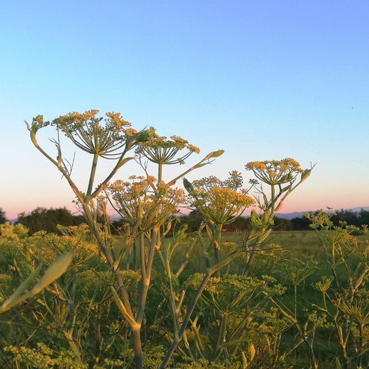 Olio essenziale Finocchio dolce 10ml
