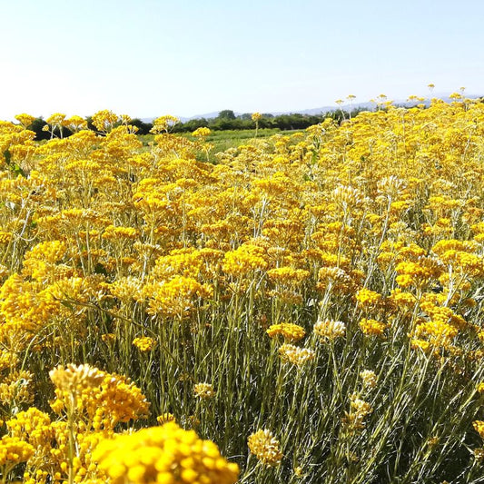 Olio essenziale Elicriso 2ml 5ml