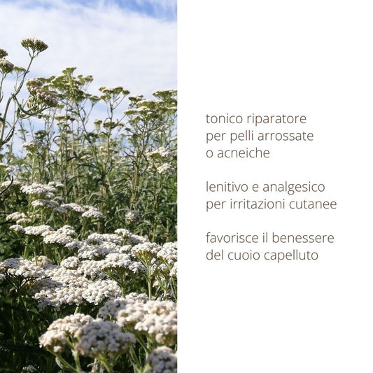 Idrolato di Achillea 100% puro e naturale