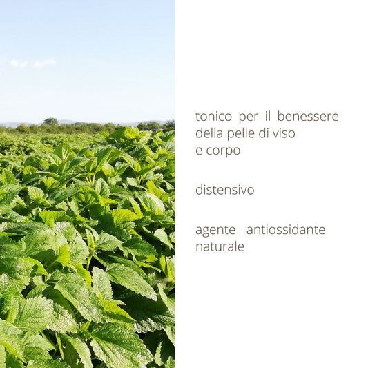 Melissa hydrolate, antioxidant skin wellbeing tonic