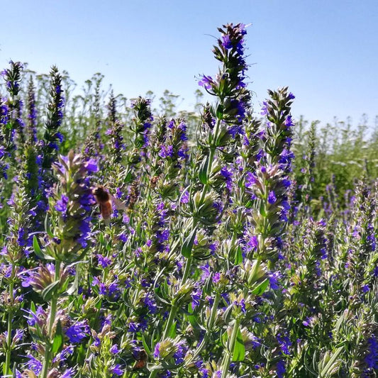 Hyssop essential oil 5ml