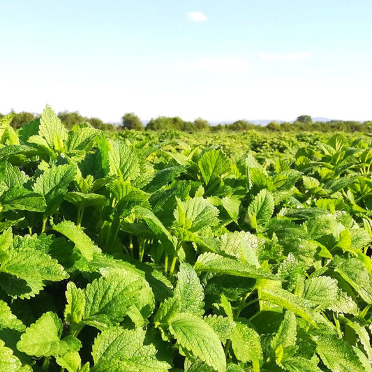 Olio essenziale Melissa vera e pura 2ml 5ml