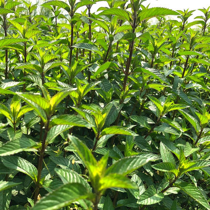 Olio essenziale Menta piperita 10ml