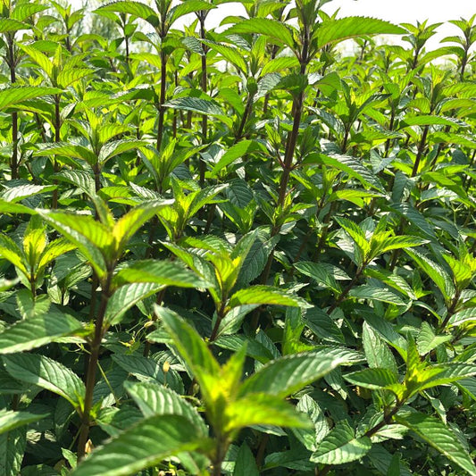 Olio essenziale Menta piperita 10ml