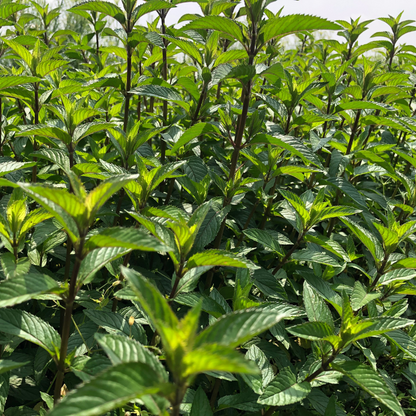 Idrolato di Menta piperita 100% puro e naturale
