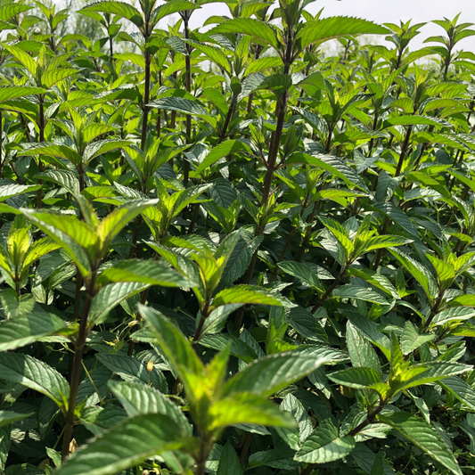 Idrolato di Menta piperita 100% puro e naturale