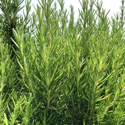 Olio essenziale Rosmarino 10ml