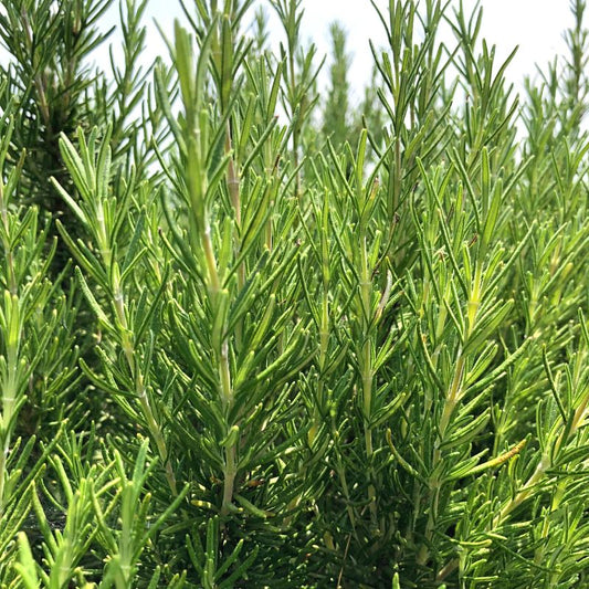 Olio essenziale Rosmarino Cineolo 10ml