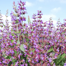 Olio essenziale Salvia 10ml