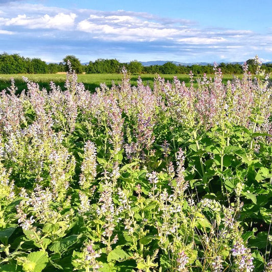 Olio essenziale Salvia Sclarea 5ml