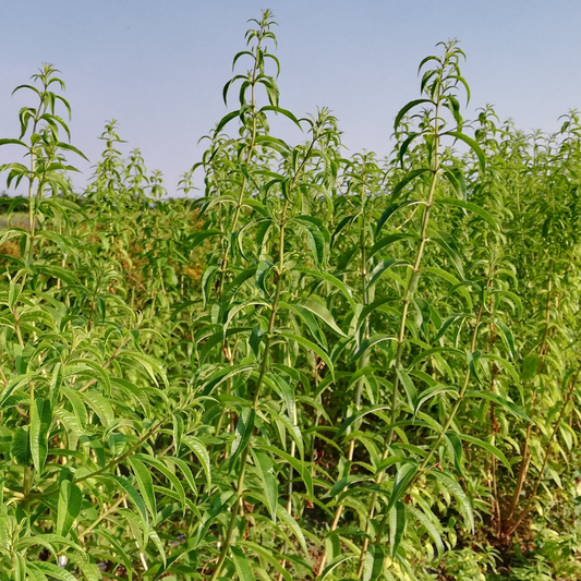 Olio essenziale Verbena 5ml